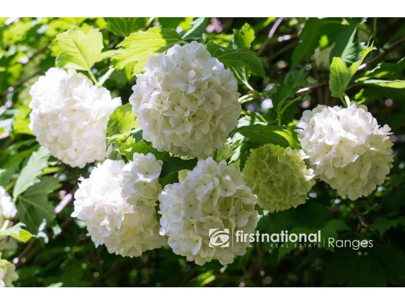 8 The Crescent, Sassafras VIC 3787