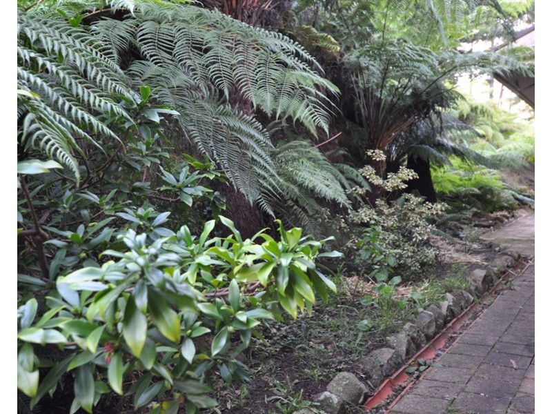 35 McCarthy Road, Olinda VIC 3788