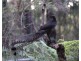 126 Beenak Road, Gembrook VIC 3783