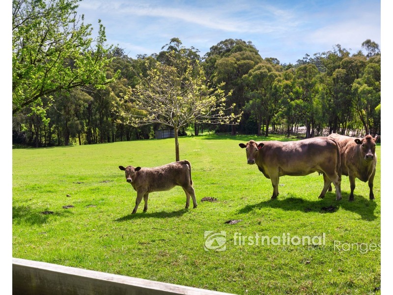 1 Haven Court, Cockatoo VIC 3781