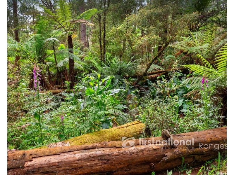 115 Collie Road, Gembrook VIC 3783