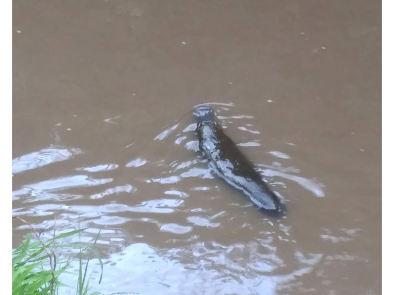 10 Belgrave Avenue, Belgrave VIC 3160