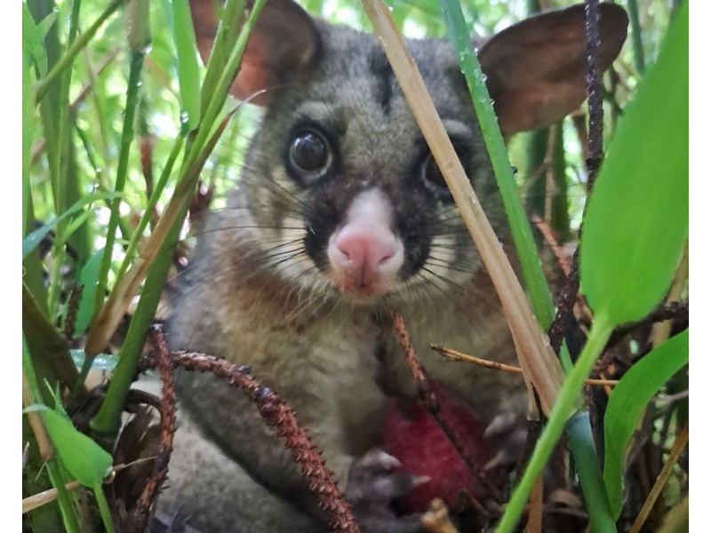 10 Belgrave Avenue, Belgrave VIC 3160