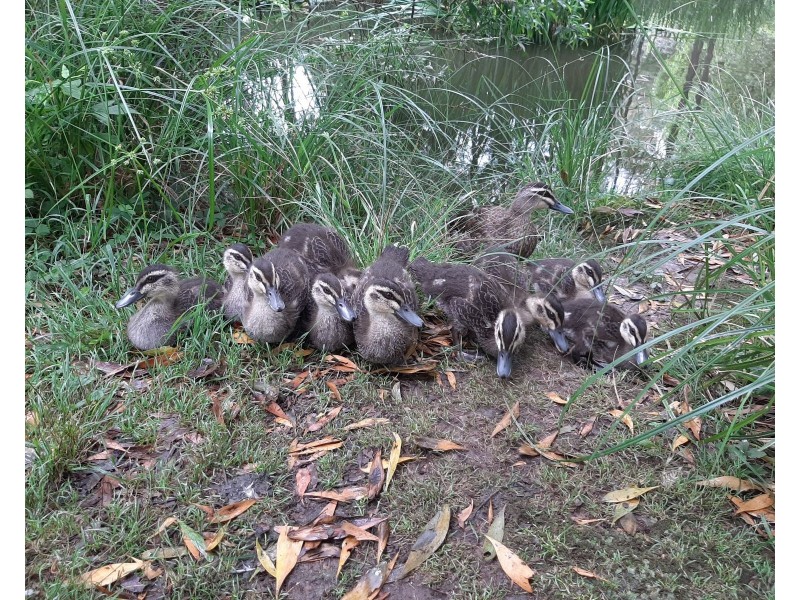 10 Belgrave Avenue, Belgrave VIC 3160