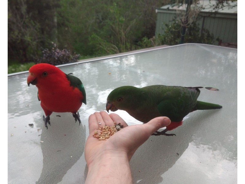 10 Belgrave Avenue, Belgrave VIC 3160