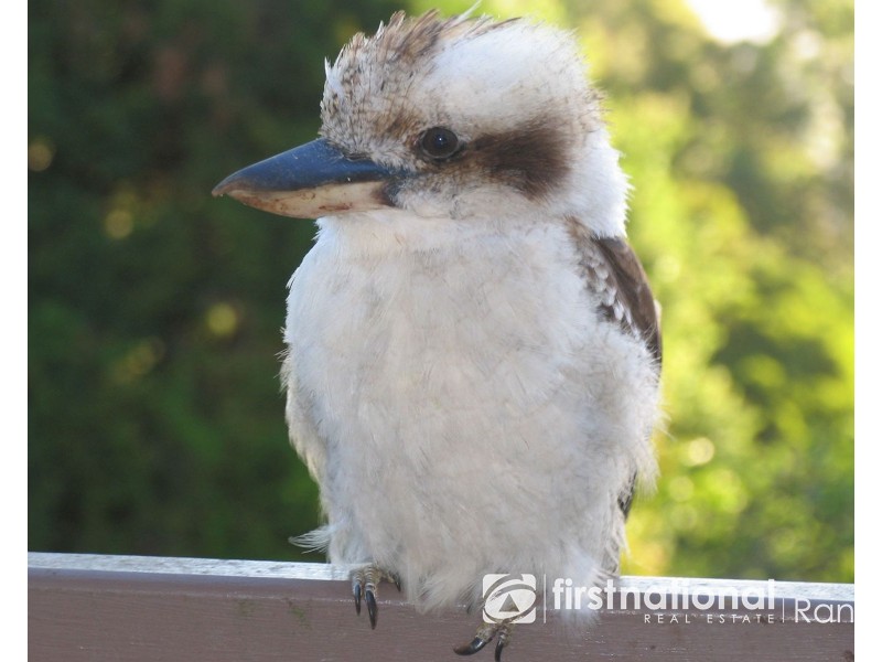 13 Lisheen Road, Cockatoo VIC 3781