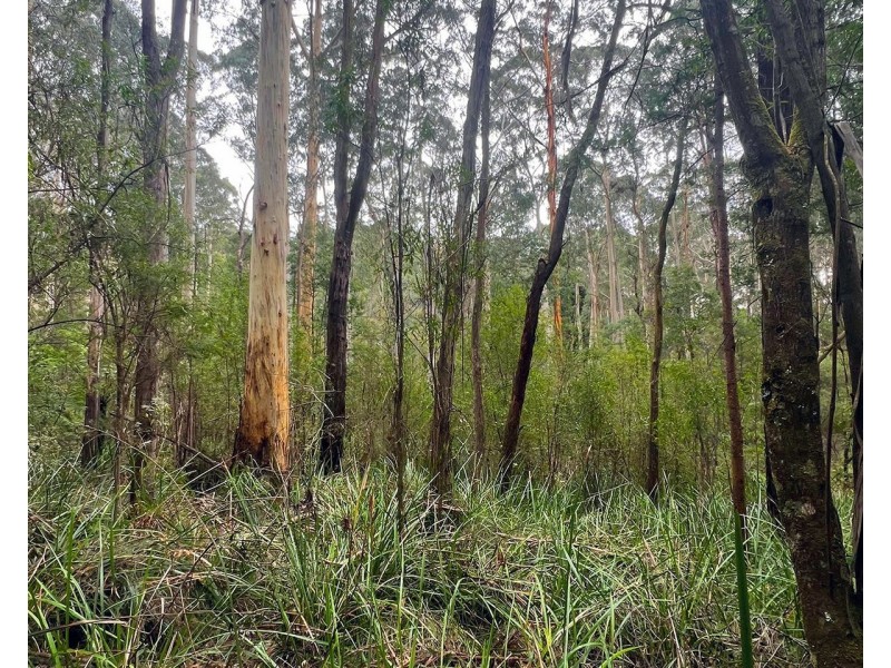 2780 Gembrook-Launching Place Road, Gembrook VIC 3783