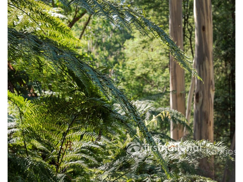 140 Beenak Road, Gembrook VIC 3783