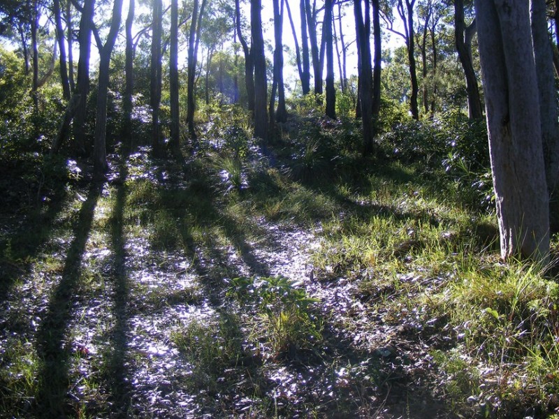 46 Point Circuit, North Arm Cove NSW 2324