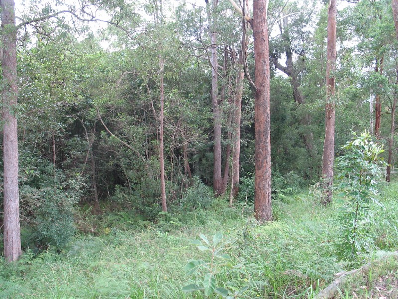 Mooloolah Valley QLD 4553
