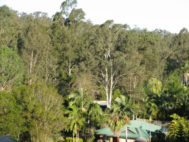 Mooloolah Valley QLD 4553
