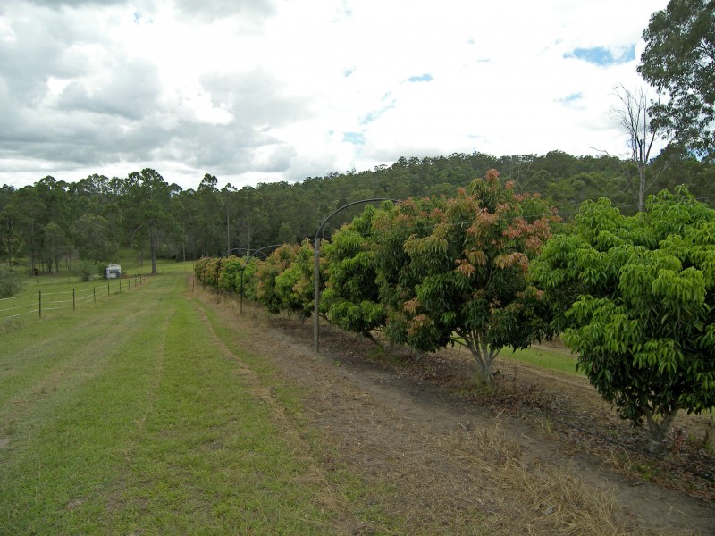 Mooloolah Valley QLD 4553