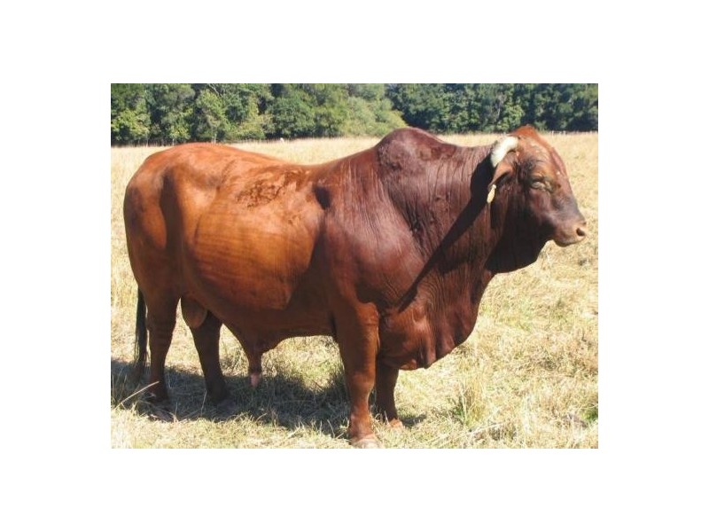 Mooloolah Valley QLD 4553