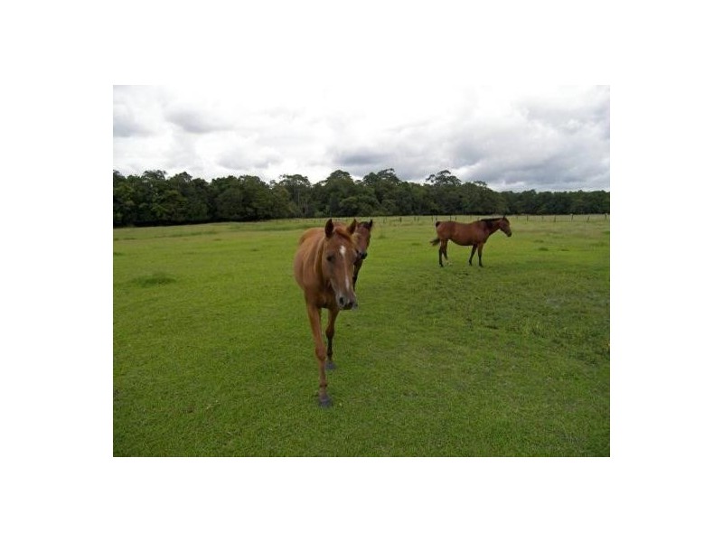 Mooloolah Valley QLD 4553