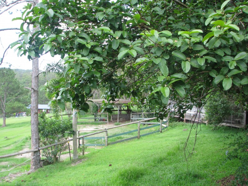 150 Neill Road, Mooloolah Valley QLD 4553