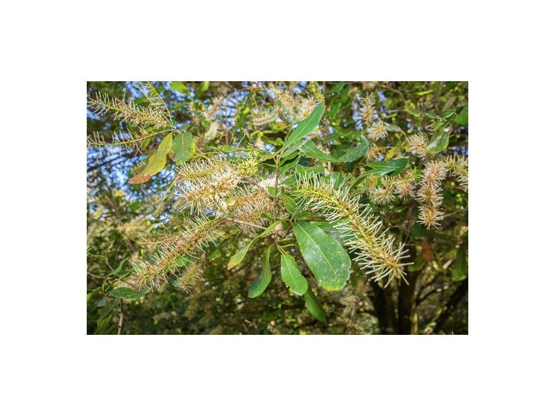 54 Jackson Road, Bellmere QLD 4510