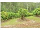 359 Raynbird Road, Narangba QLD 4504