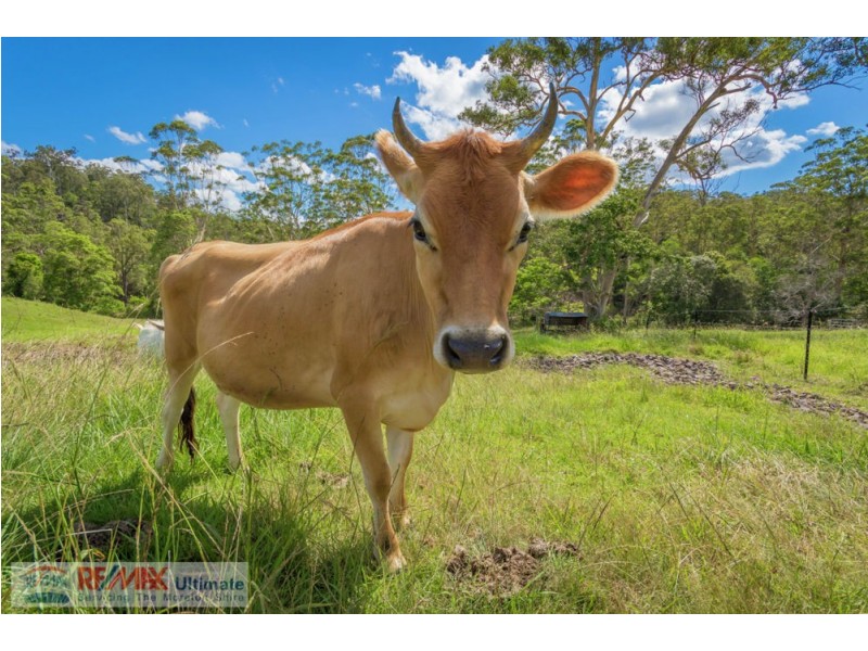 539 Newman Lane, Delaneys Creek QLD 4514