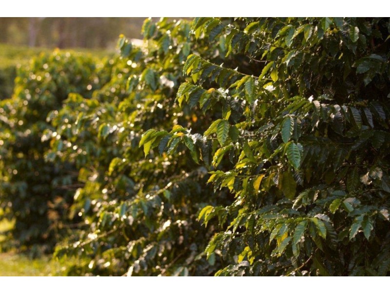 500 McConnell Road, Bracalba QLD 4512