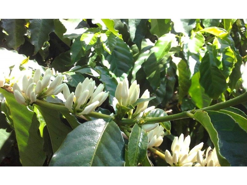 500 McConnell Road, Bracalba QLD 4512