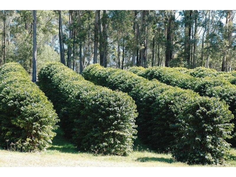 500 McConnell Road, Bracalba QLD 4512