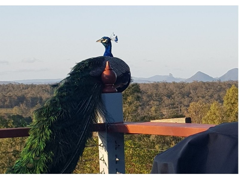 1122 Caboolture River Road, Rocksberg QLD 4510