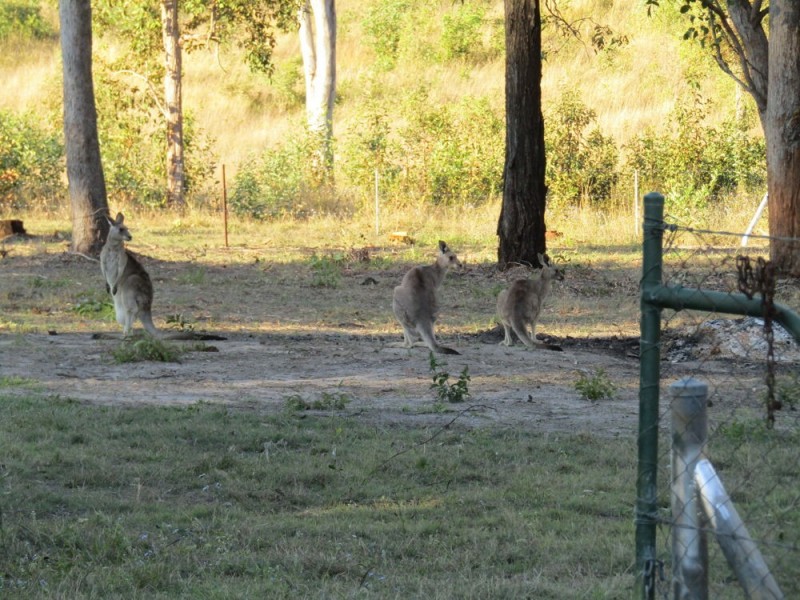 250A Buckingham Road, D’aguilar QLD 4514