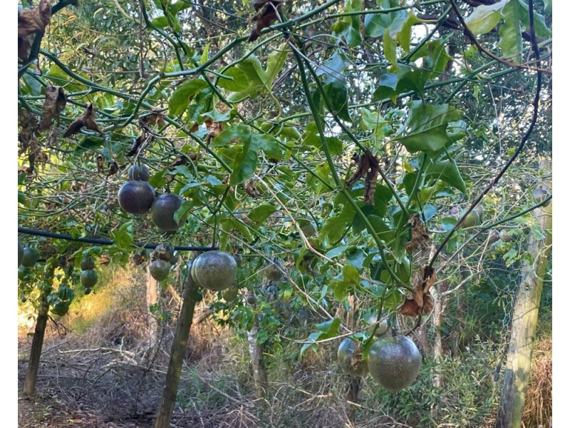 1 McConnell Road, Wamuran QLD 4512