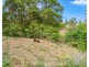 180 Fletcher Road, Stony Creek QLD 4514