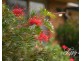88 Jarrot Court, Delaneys Creek QLD 4514