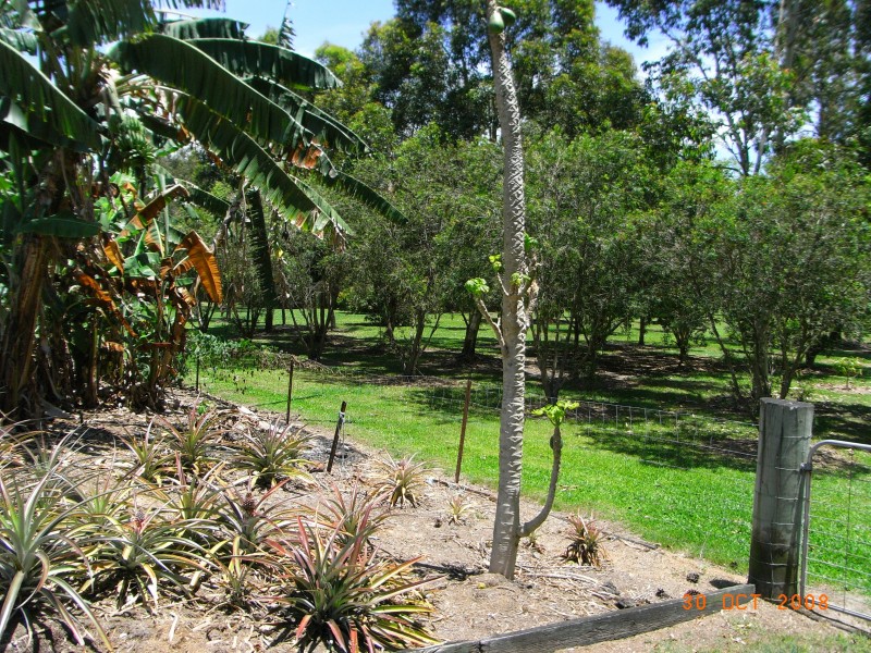 Burpengary QLD 4505