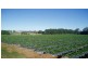 Elimbah QLD 4516