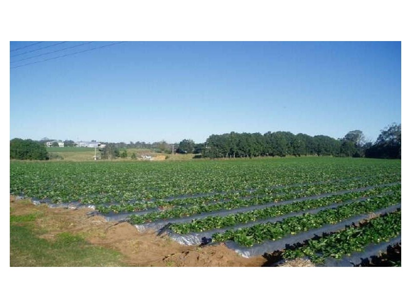 Elimbah QLD 4516