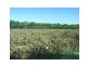 Lot 37 Tinney Road, Upper Caboolture QLD 4510