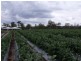 Wamuran QLD 4512
