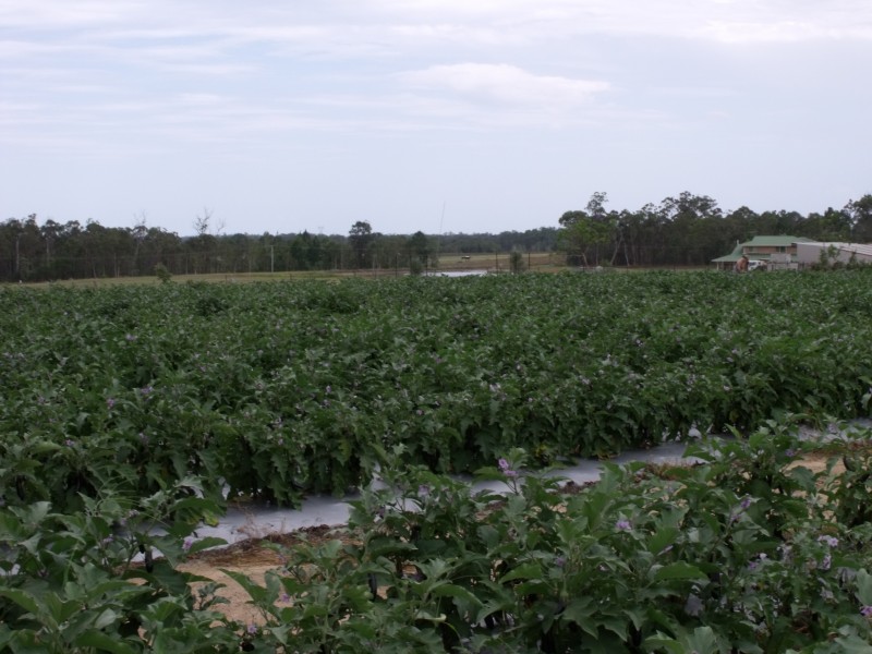 Wamuran QLD 4512