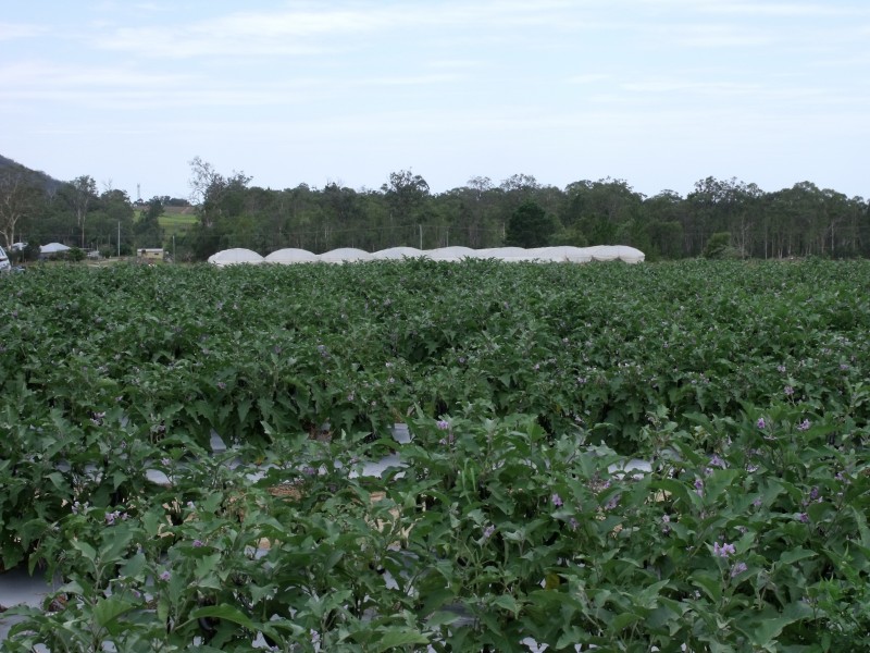 Wamuran QLD 4512