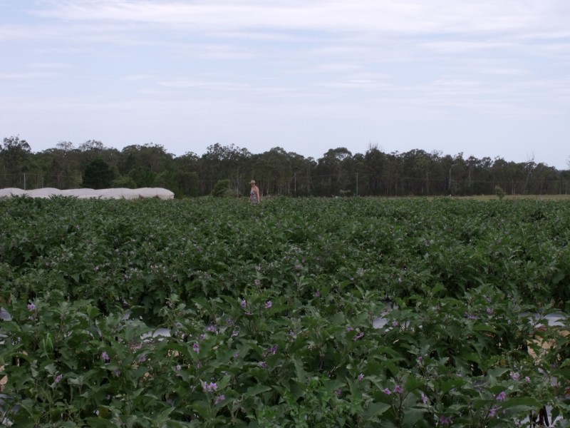 Wamuran QLD 4512