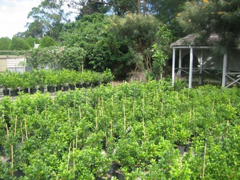 Burpengary QLD 4505
