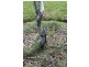 Elimbah QLD 4516