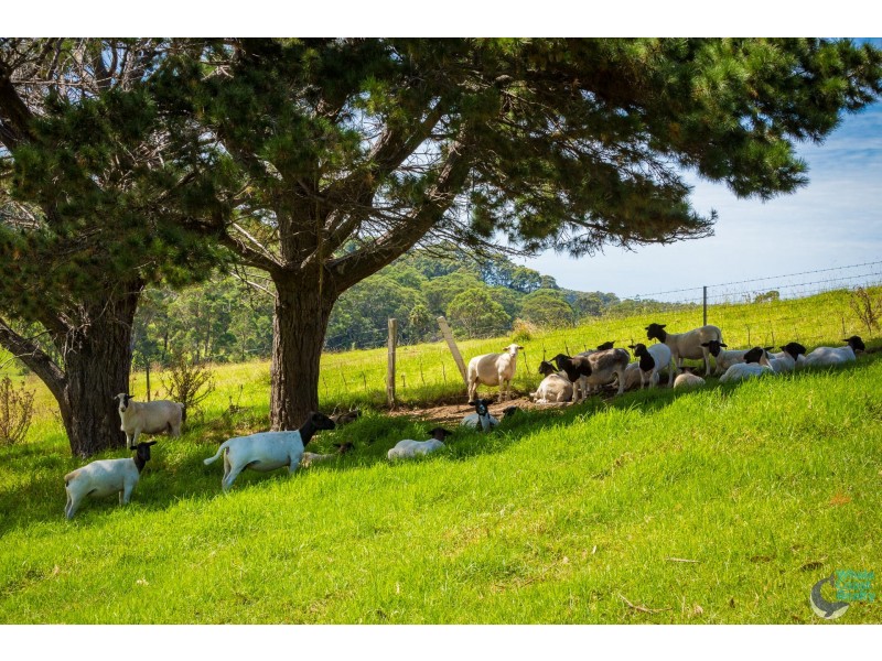 8217 Princes Highway, Central Tilba NSW 2546