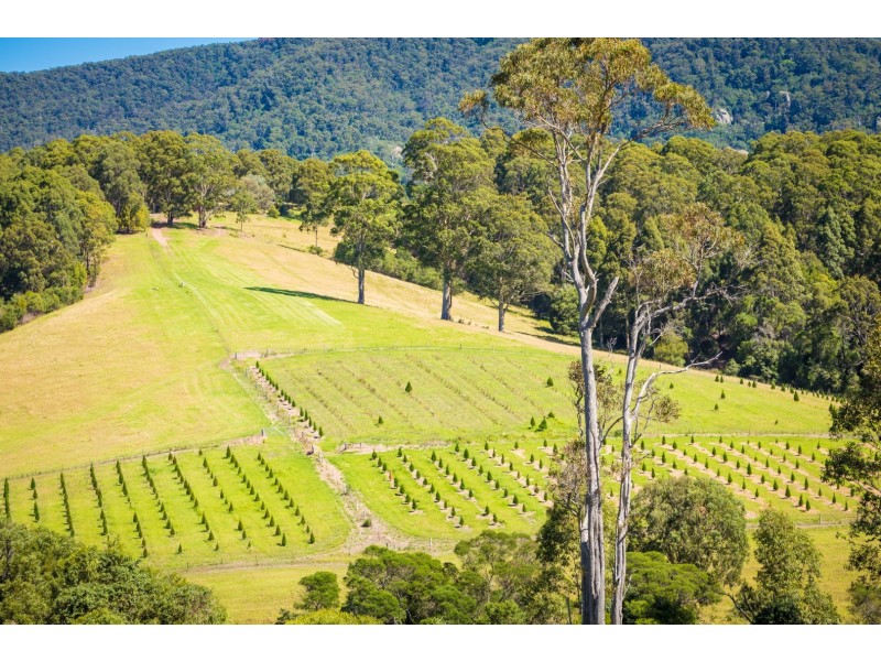 302 Punkalla Tilba Road, Central Tilba NSW 2546