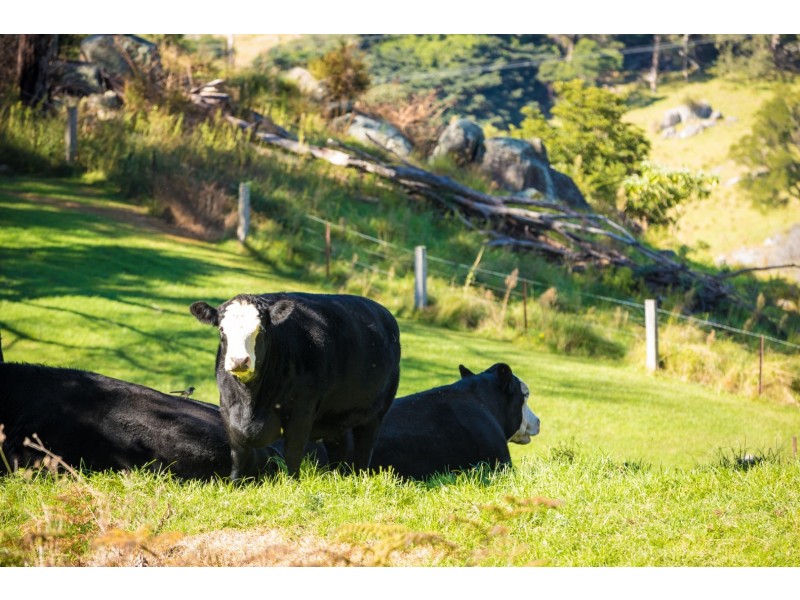 49 Mount Dromedary Trail, Tilba Tilba NSW 2546