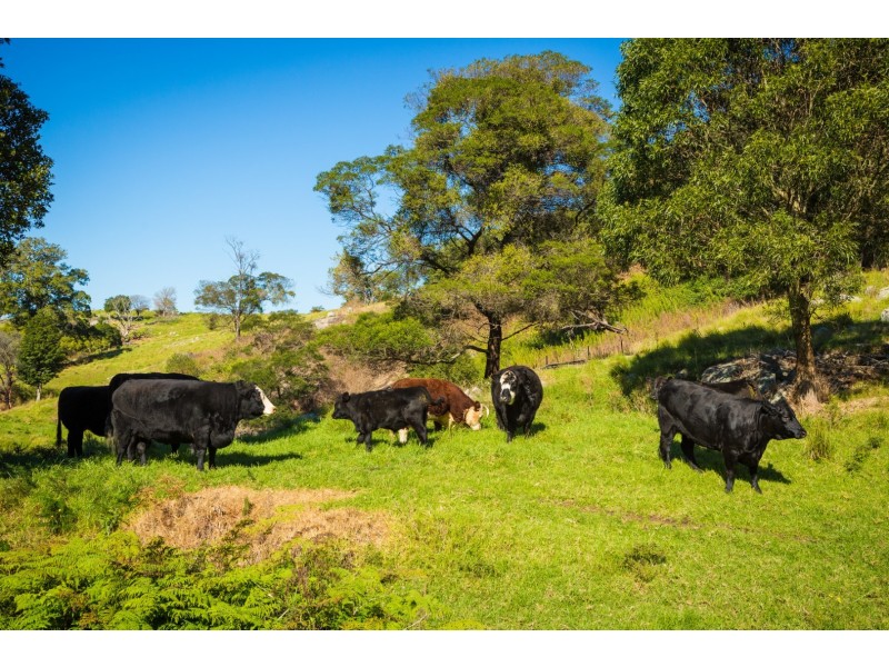 49 Mount Dromedary Trail, Tilba Tilba NSW 2546