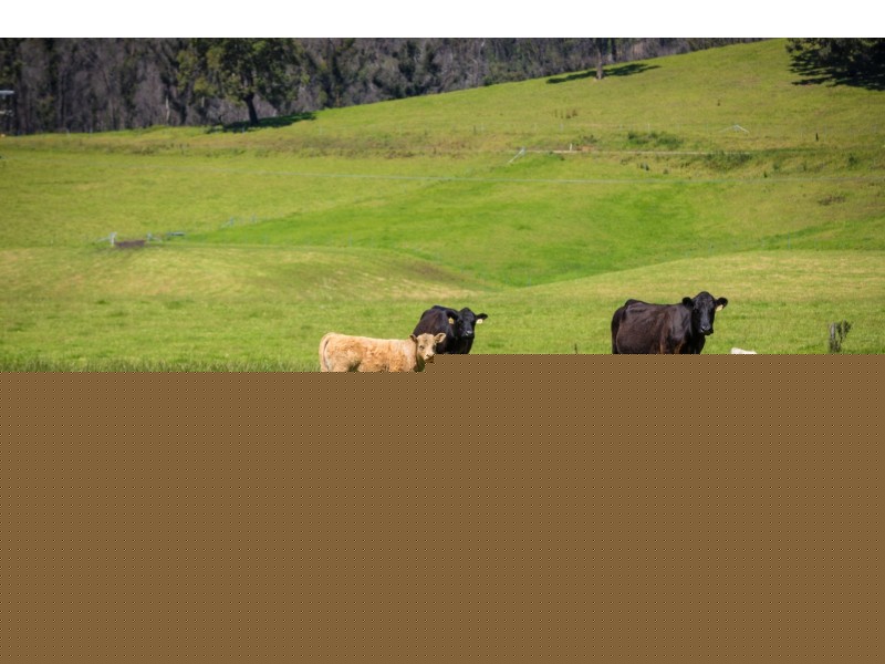 1188 Eurobodalla Road, Eurobodalla NSW 2545