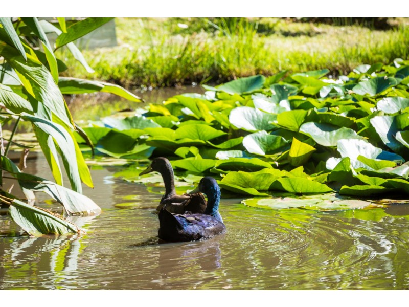 20 Treetops Street, Narooma NSW 2546