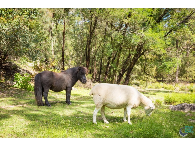 51 Boobook Court, Bodalla NSW 2545