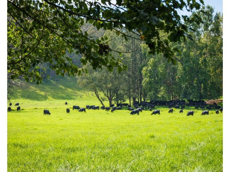 530 Eurobodalla Road, Bodalla NSW 2545