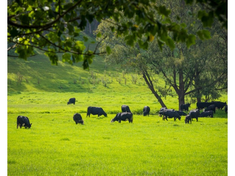 530 Eurobodalla Road, Bodalla NSW 2545