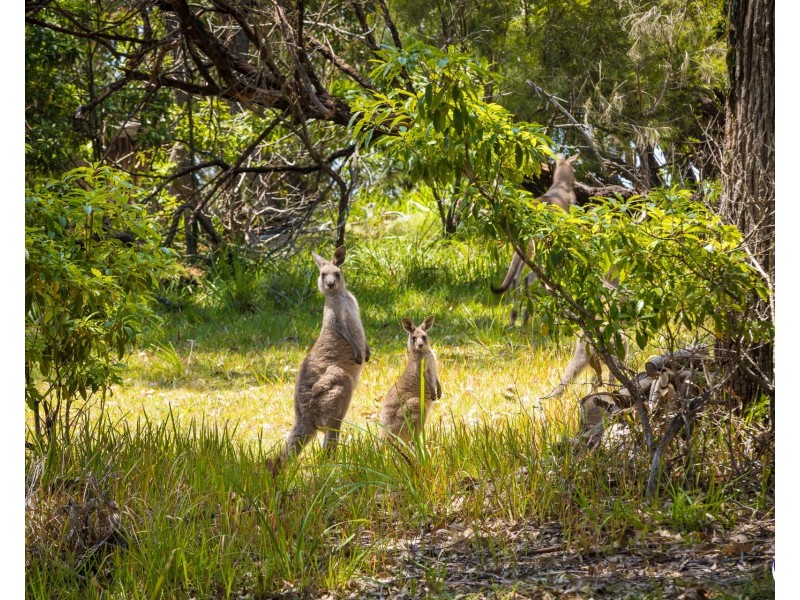 753 Congo Road, Congo NSW 2537